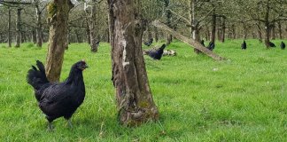 Na França, galinhas substituem agrotóxicos em plantações