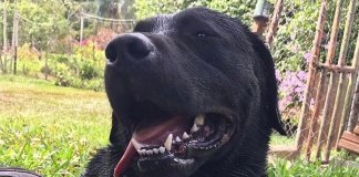 Perdemos um herói: cão que auxiliou nas buscas em Brumadinho é vítimado enquanto salvava vidas