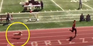 Cachorrinha ‘invade’ pista de atletismo para vencer, com folga, corrida de revezamento