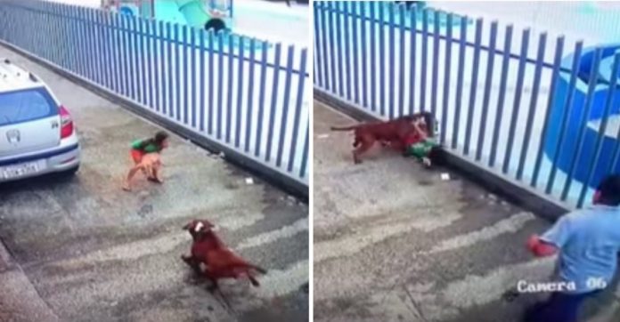 Menina coloca o próprio corpo na frente de pit bull violento para salvar seu cachorrinho de ataque