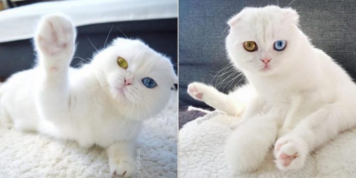 Este gato da raça Scottish Folds branco puríssimo deixará você hipnotizado