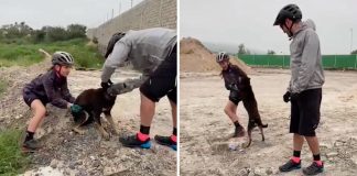 Ciclistas libertam cachorrinho que ficou com a cabeça presa dentro de uma garrafa plástica