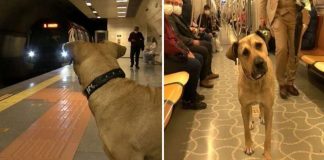 Cachorrinho ‘perdido’ pega o metrô sozinho todos os dias na Turquia [VIDEO]