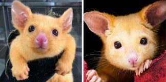 Veterinários acolhem gambá dourado raro que se parece com o Pikachu, de “Pokémon”