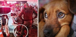 Casal abre mão do Réveillon para cuidar de cachorrinho assustado com barulho de fogos de artifício