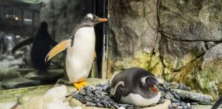 Casal gay de pinguins celebra 3º ano de relacionamento e prepara ninho para adotar novo filhote