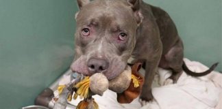 Cadela pit bull se agarra a seu ursinho de pelúcia antes de ser sacrificada em canil