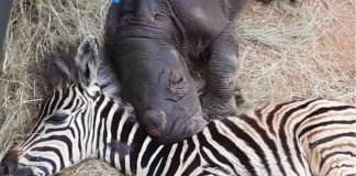 Zebra resgatada por santuário se torna melhor amiga de bebê rinoceronte em recuperação