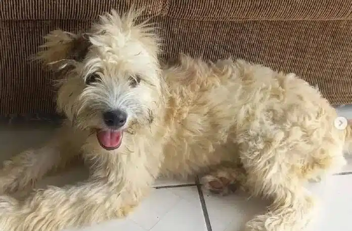 Mulher compra sofá usado, encontra cachorrinha dentro dele ao chegar em casa