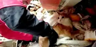 VÍDEO – Homem preso entre escombros pede para salvarem primeiro o seu gato