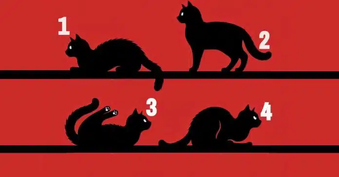 Escolha um gato: a sua escolha dirá qual seu propósito na vida!