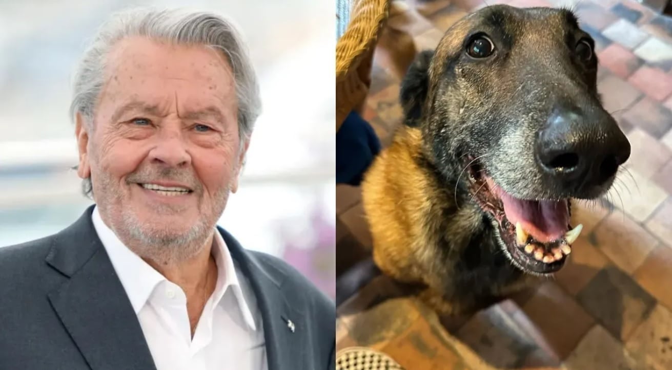 revistapazes.com - Família de Alain Delon TOMA DECISÃO após ator pedir para seu cachorro ser sacrificado quando ele morresse