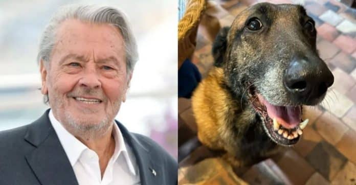 Família de Alain Delon TOMA DECISÃO após ator pedir para seu cachorro ser sacrificado quando ele morresse