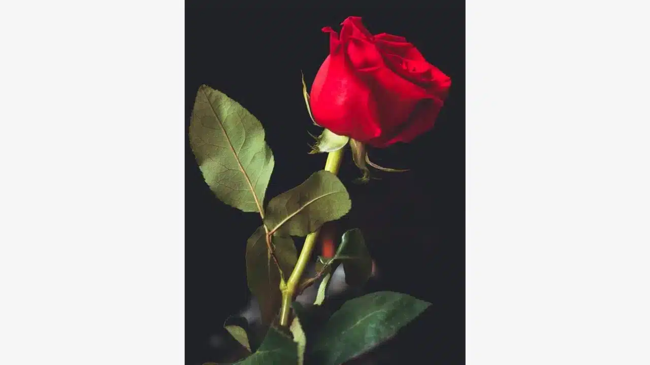 revistapazes.com - Teste comportamental: a rosa que você escolher vai revelar se você é uma pessoa submissa ou dominadora