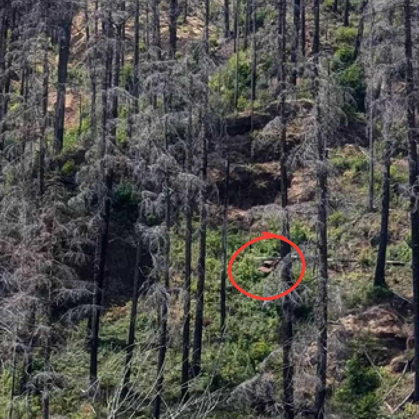 revistapazes.com - Apenas alguém com 'visão de águia' conseguem encontrar o carro nesta foto, e é muito mais difícil do que você imagina (3% conseguem!)