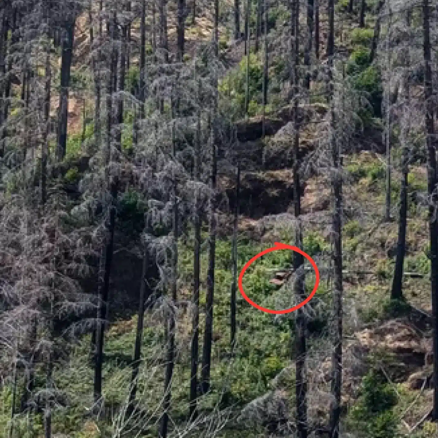 revistapazes.com - Apenas alguém com 'visão de águia' conseguem encontrar o carro nesta foto, e é muito mais difícil do que você imagina (3% conseguem!)