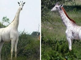 País africano está usando uma tecnologia genial para proteger a última girafa branca do mundo contra caçadores