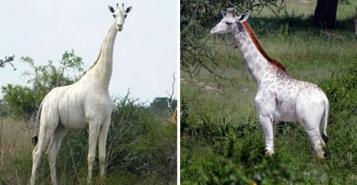 País africano está usando uma tecnologia genial para proteger a última girafa branca do mundo contra caçadores