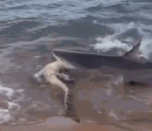 Em vídeo raríssimo, crocodilo é atacado por tubarão e arrastado para o mar na Austrália