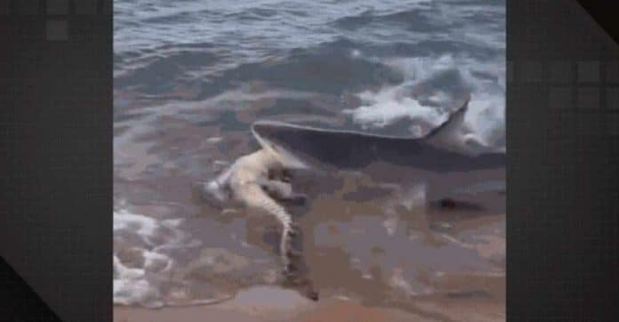 Em vídeo raríssimo, crocodilo é atacado por tubarão e arrastado para o mar na Austrália