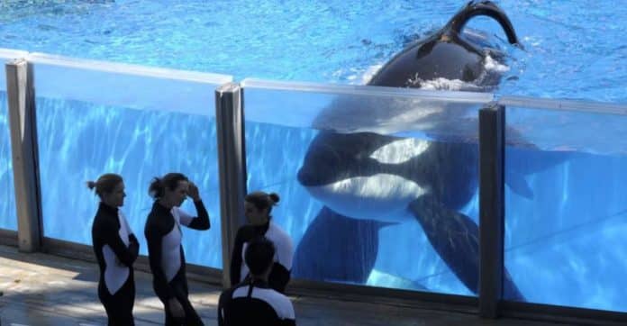 Gravação assustadora de orcas imitando fala humana deixa as pessoas impressionadas, mas muito apavoradas